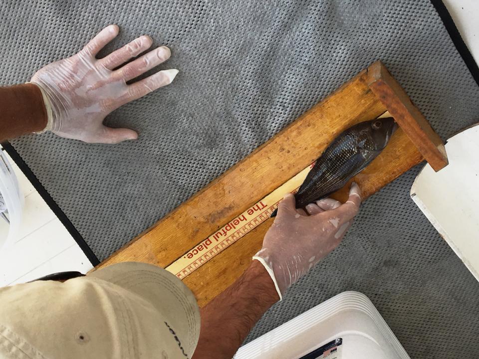 examining the length of a black sea bass