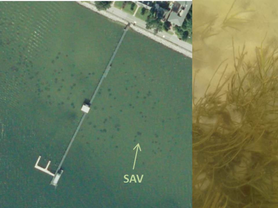 : This aerial photo of CBL Pier, captured in September 2017, shows what appeared to be patches of bay grasses growing nearby (image courtesy of Bob Orth, VIMS). The following (right) underwater photograph confirmed that bay grasses are indeed growing in t