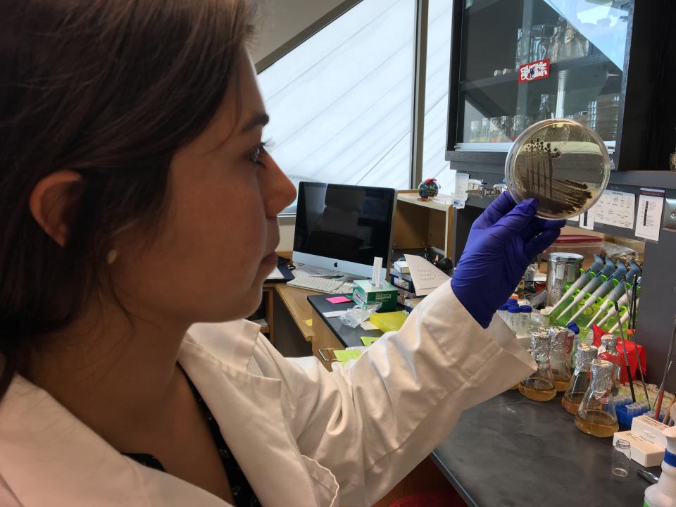 Graduate student Daniela Tizabi holding up a petri dish in the lab