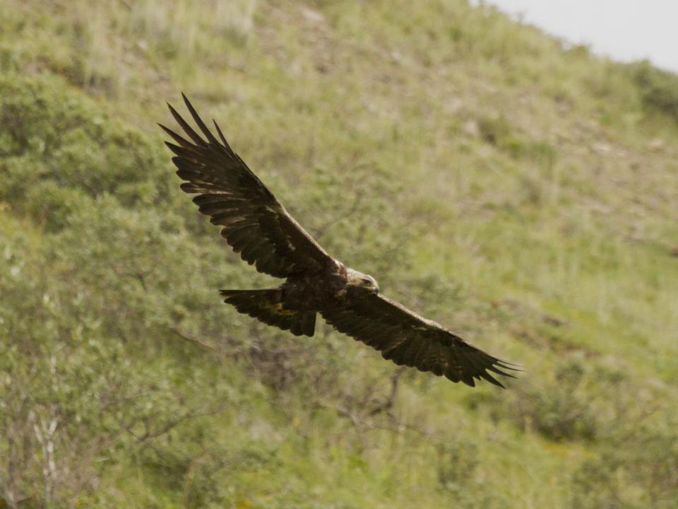 Golden Eagle