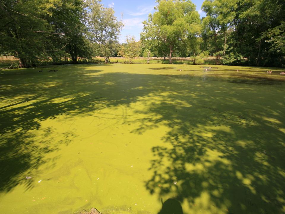 Picture of green algae bloom