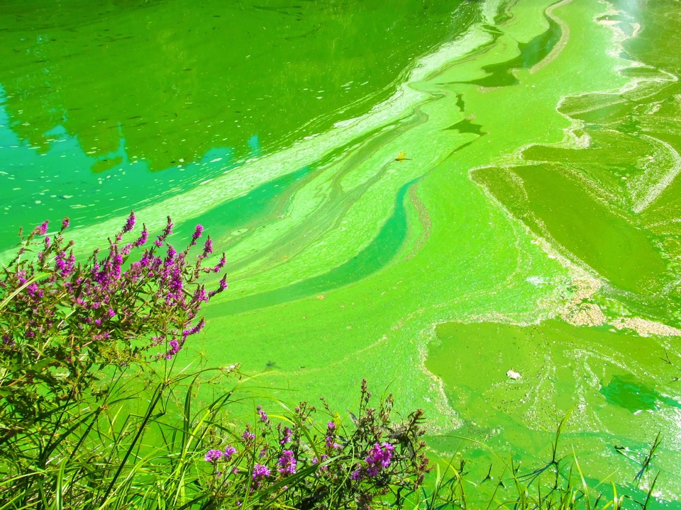 Bright Green Harmful Algal Bloom