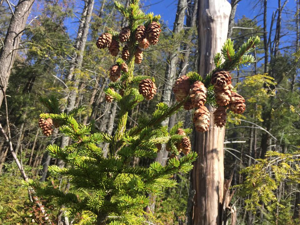 Cones weigh down the top of a red spruce tree.