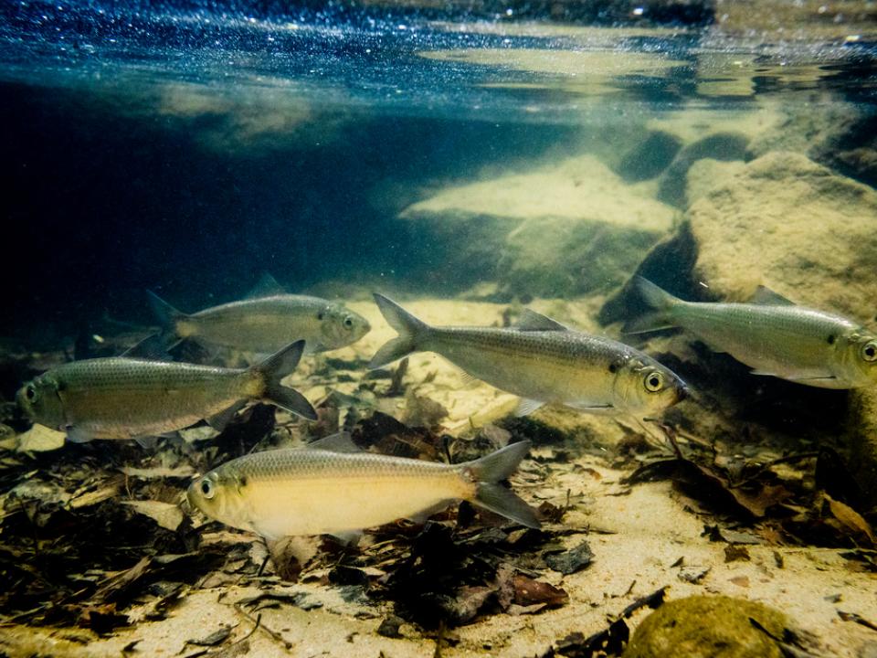 Alewife herring gather after swimming upstream to spawn in Susquehanna State Park in Harford County Md. on April 20, 2017 (Photo by Will Parson/Chesapeake Bay Program)