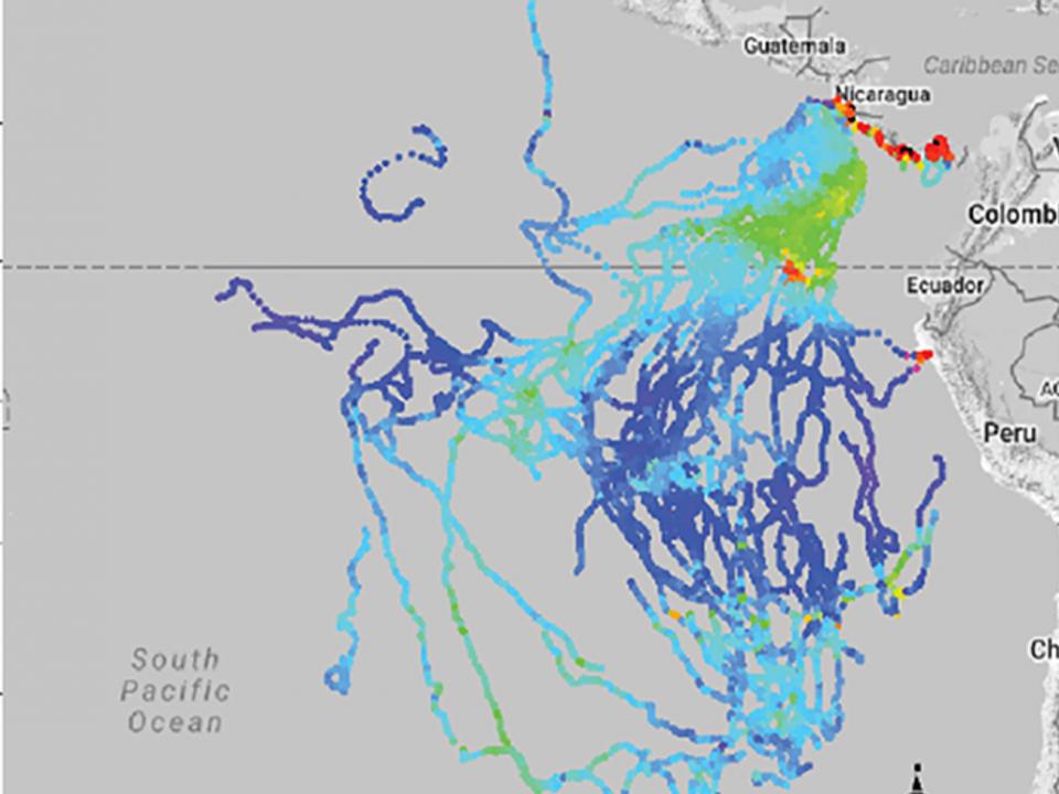 Leatherback turtle tracking map off coast of South and Central America