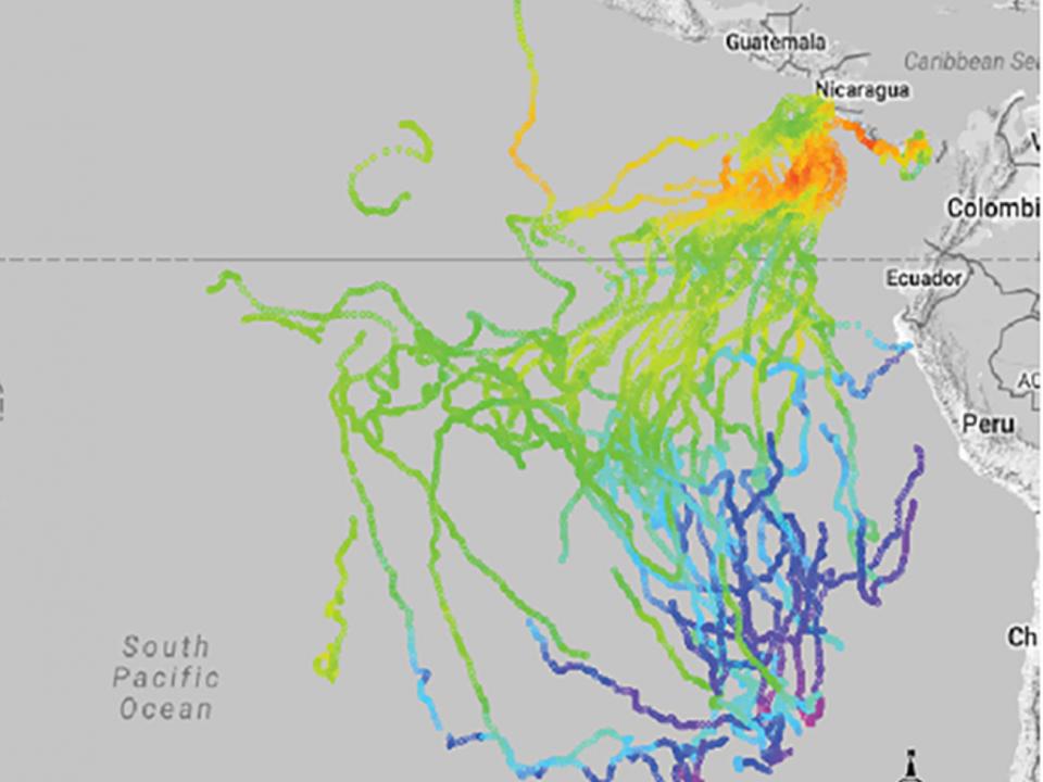 Leatherback turtle tracking map off coast of South and Central America