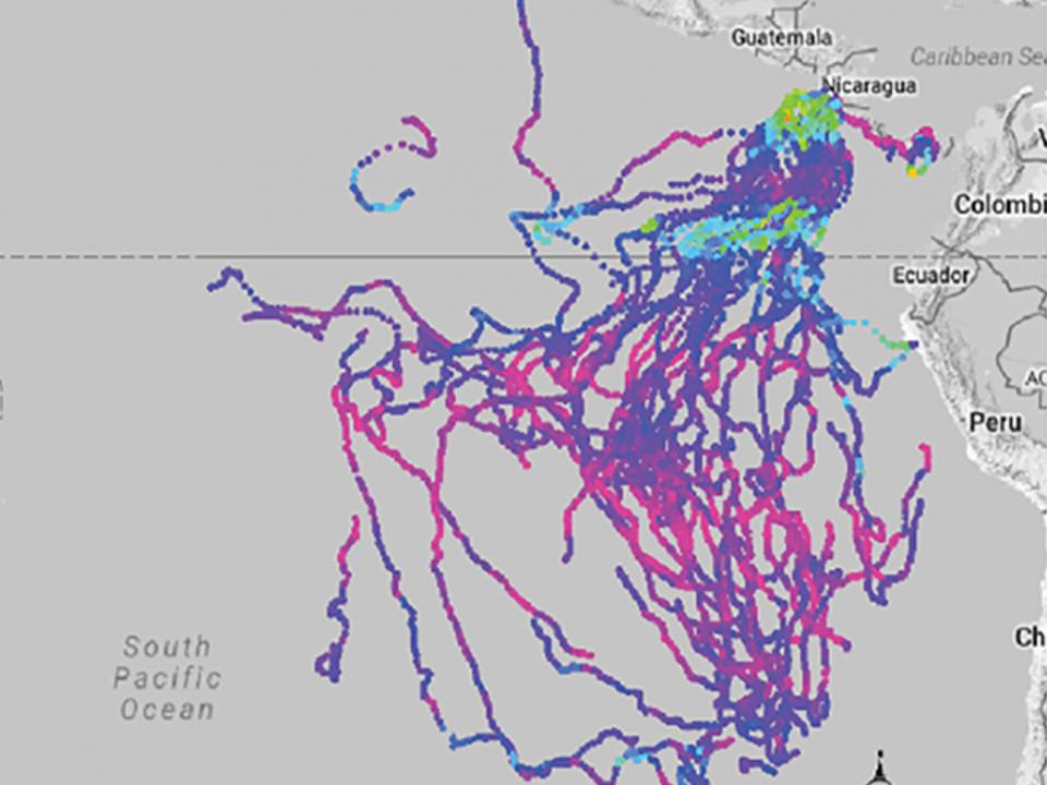 Leatherback turtle tracking map off coast of South and Central America