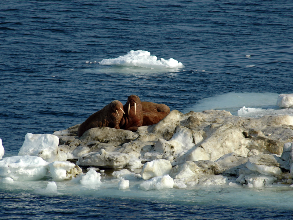 Walruses on sea ice