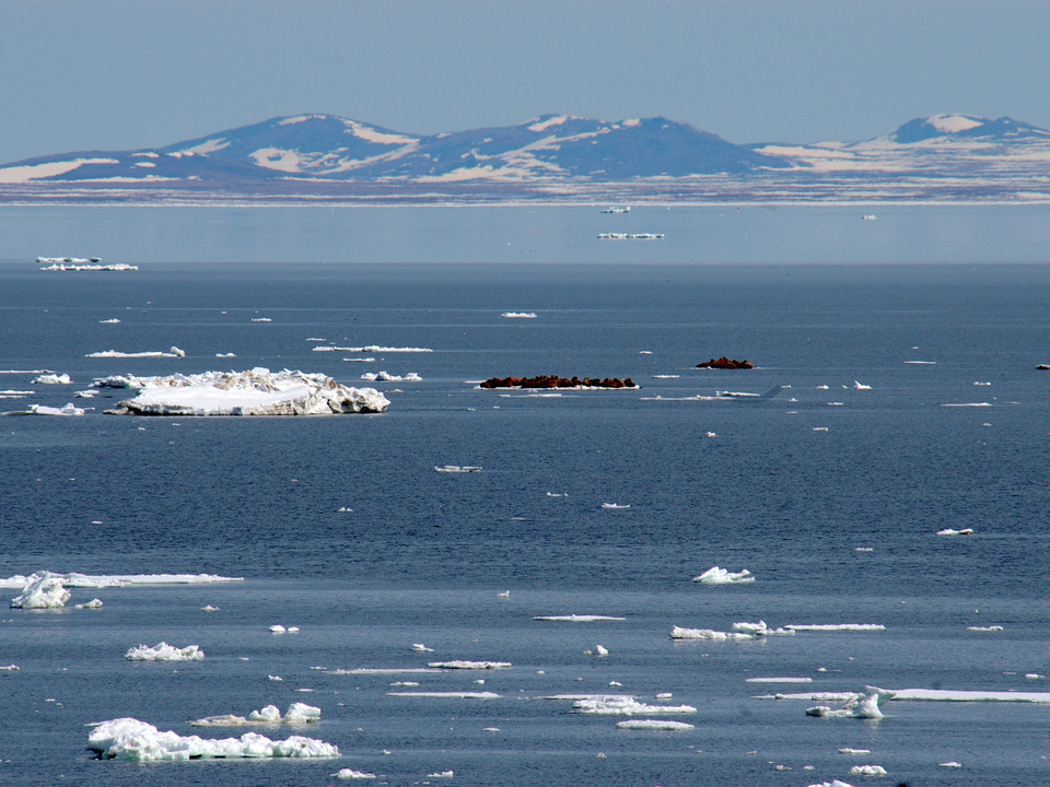 arctic sea ice with walruses in the distance