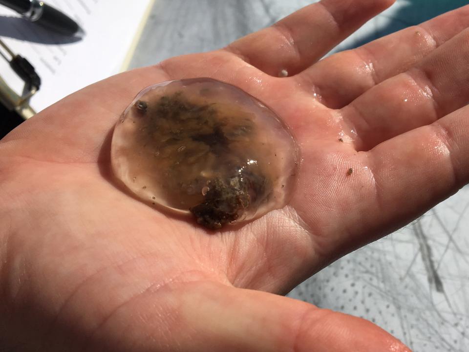 A lion's mane jellyfish