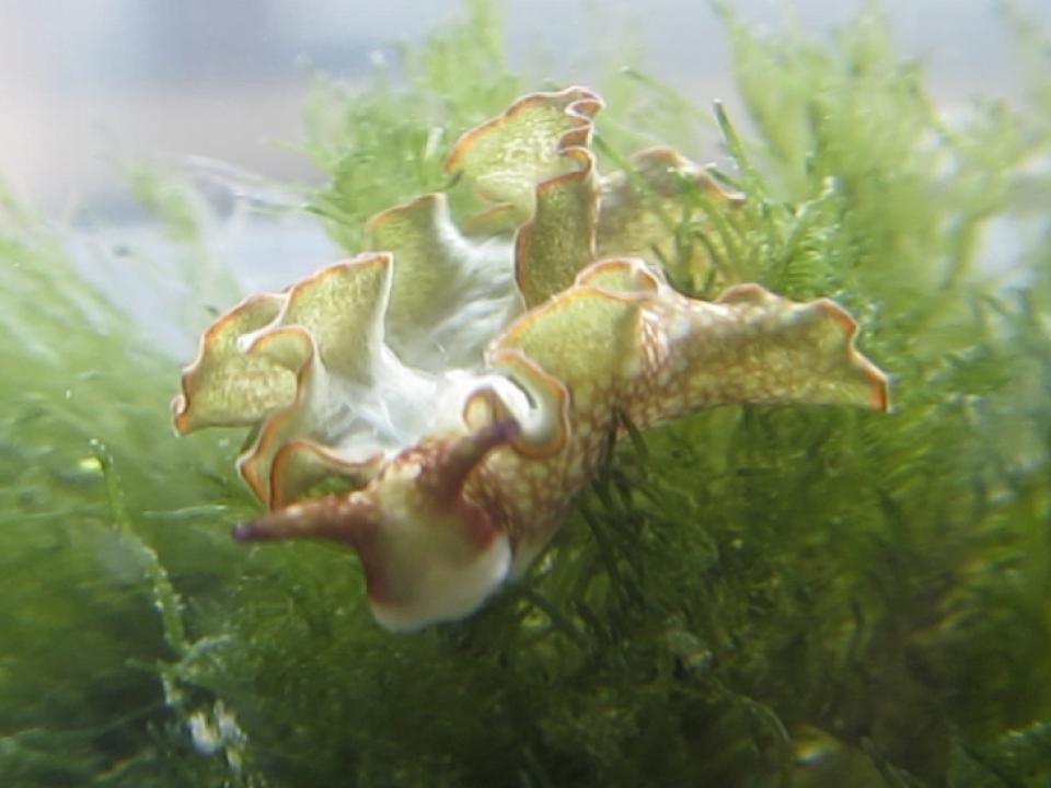 sea slug in water