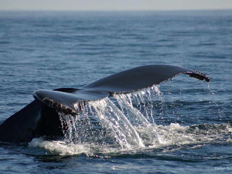 A whale's tail breaches the ocean's surface. Photo by Helen Bailey