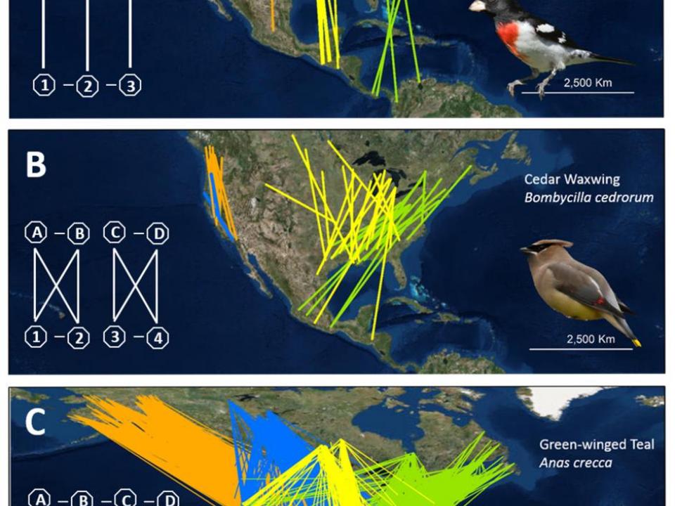 Strength of migratory connectivity