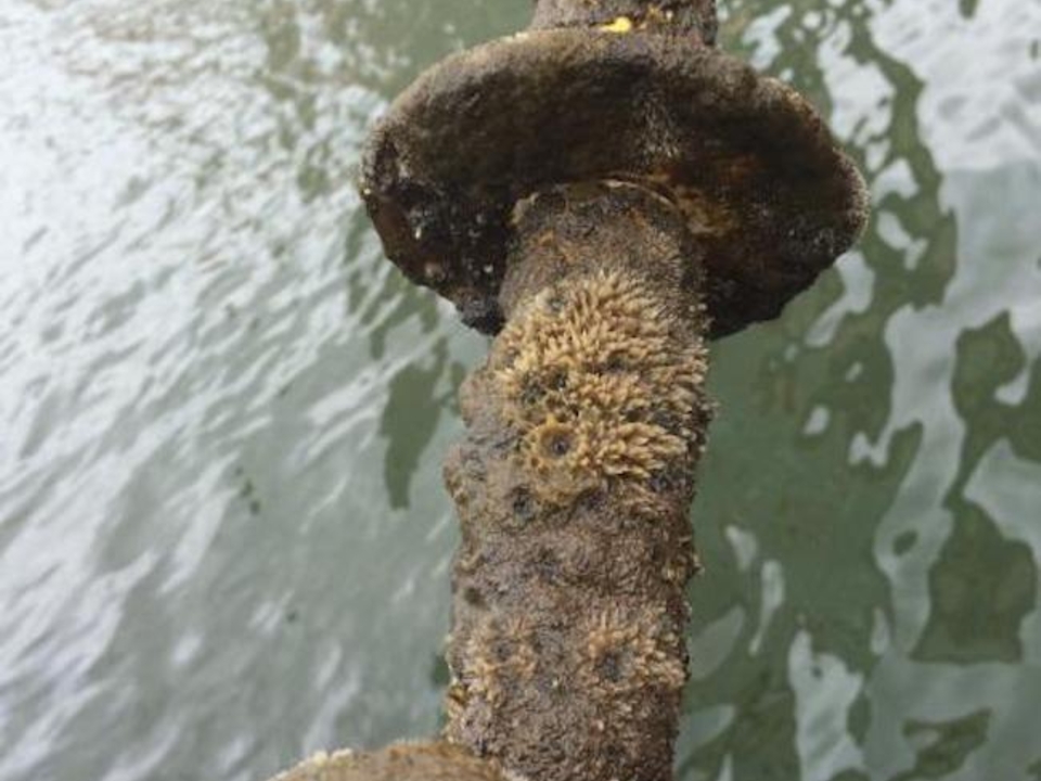 rod with disks covered in a brown and green community of microorganisms