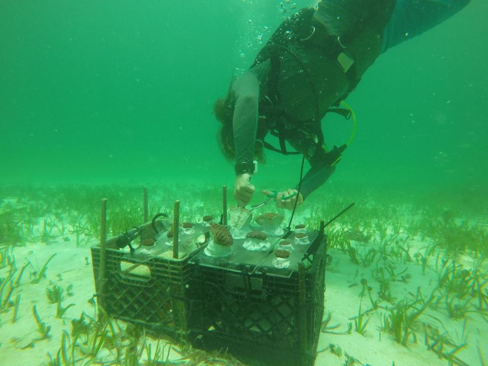 Understanding Seawater Chemistry Improves Coral Climate Predictions