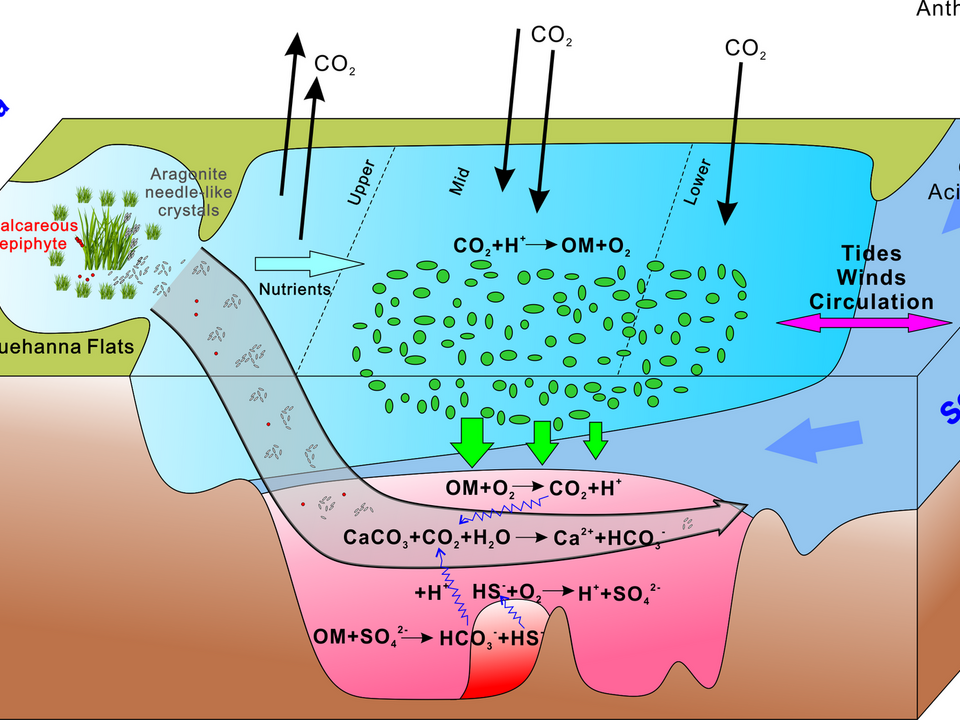 Estuarine acidification