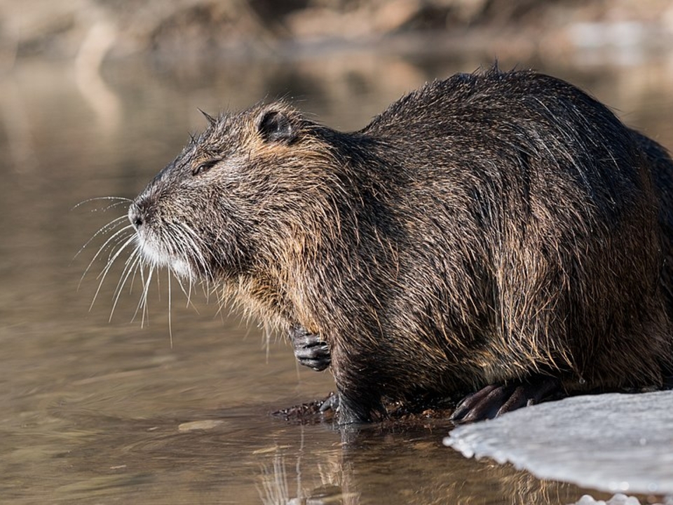 Photo of a nutria in a partially frozen river