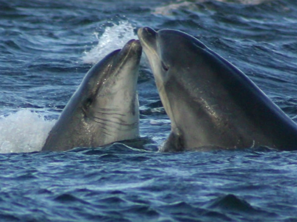 Bottlenose dolphins interact