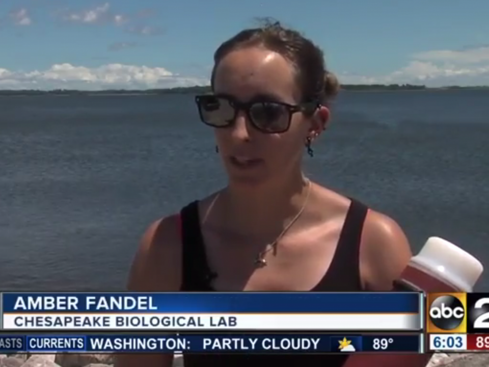 amber fandel of cbl talks dolphinwatch on abc2