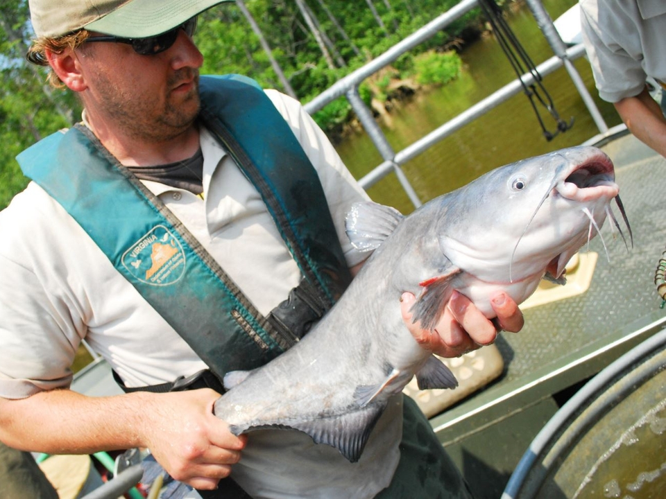 Image of fisheries biologist holding a blue catfish