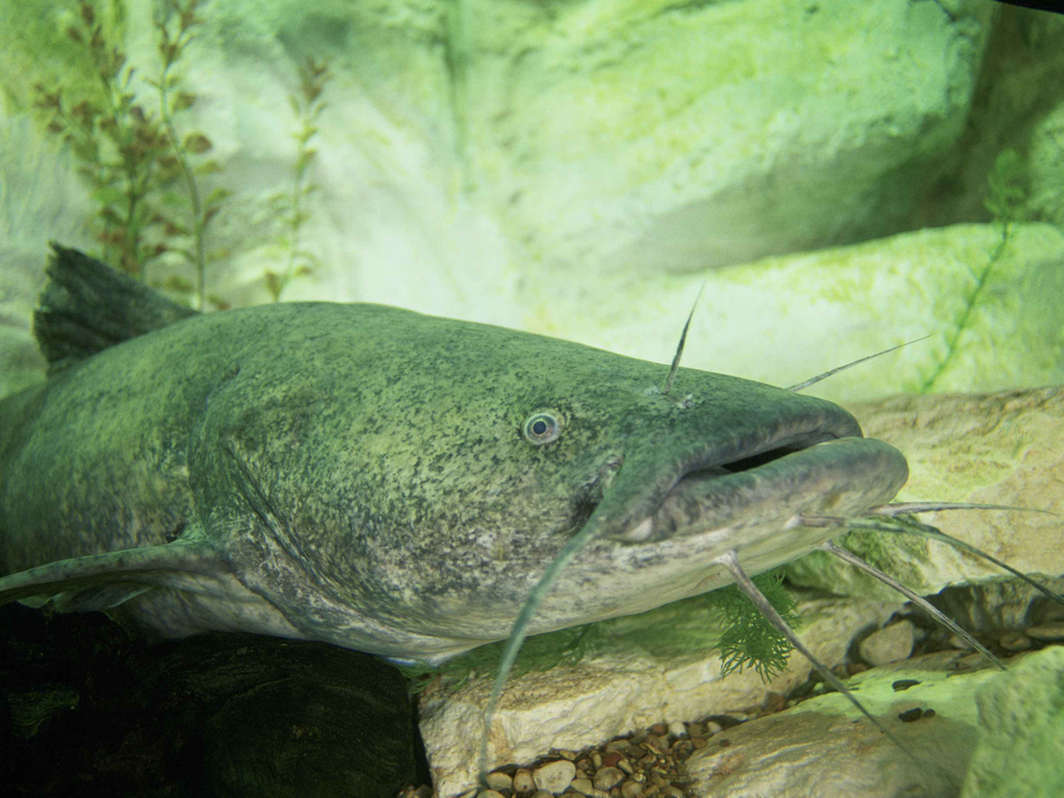 Image of flathead catfish