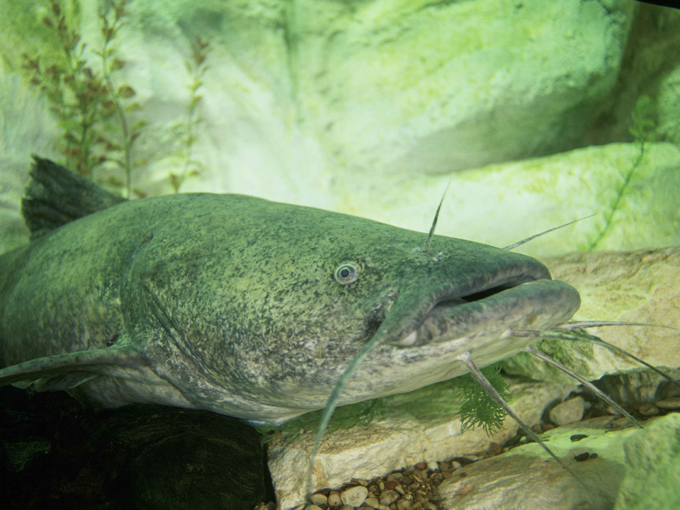 Image of flathead catfish