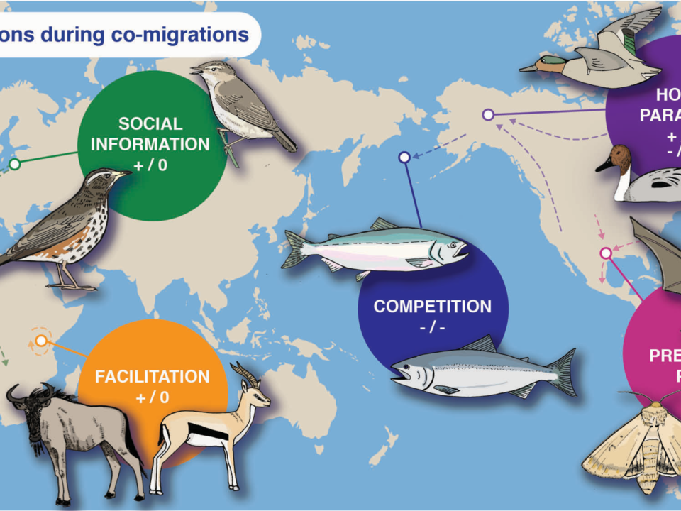 Co-migration interactions