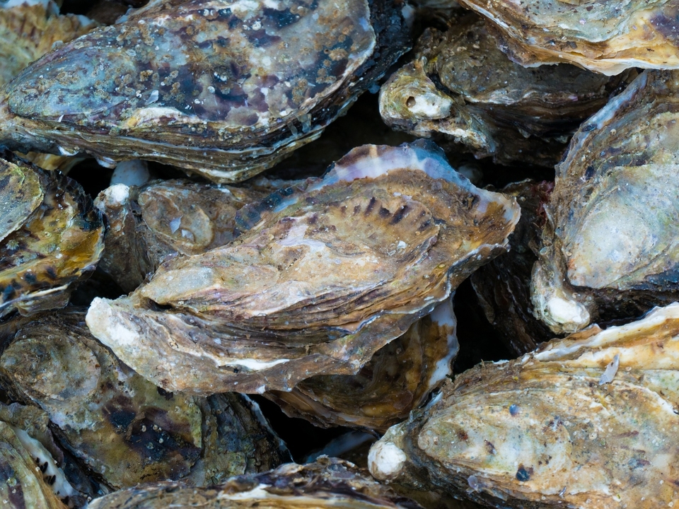 Images of oyster shells
