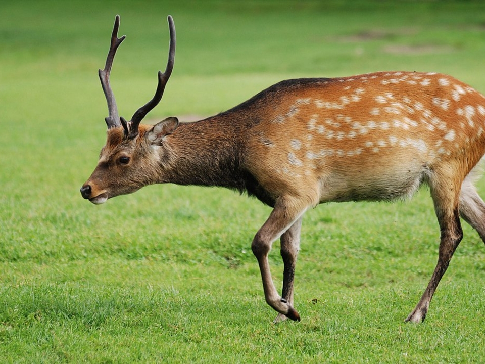 Photo of a sika deer