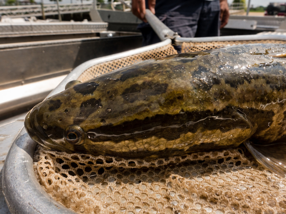 Photo of snakehead fish in an electrofishing net