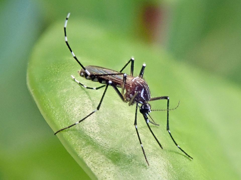 Image of Asian tiger mosquito landed on a leaf