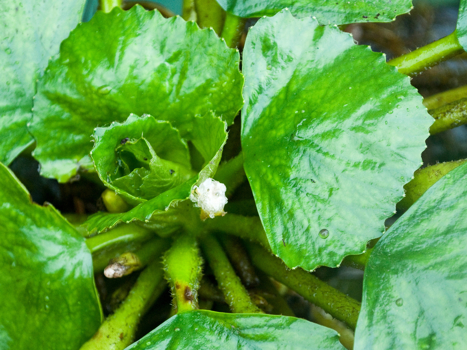 Image of water chestnut plant