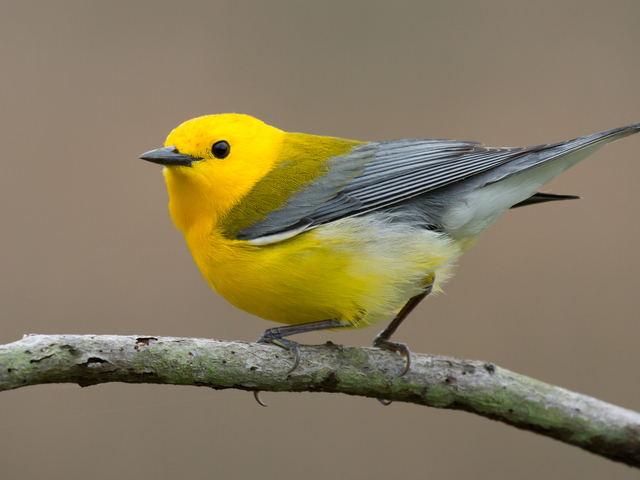 A yellow and grey migratory bird perches on a stick