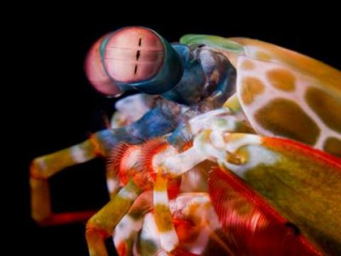 mantis shrimp