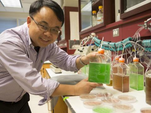 Feng Chen holds algae in his lab.