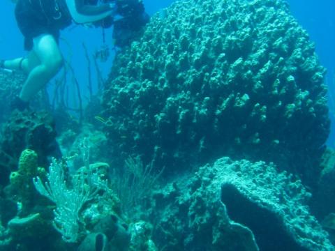 A marine scientist works on a giant barrel sponge. Photo courtesy of Andia Chaves-Fonnegra