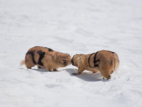 Prairie dogs kiss in the snow