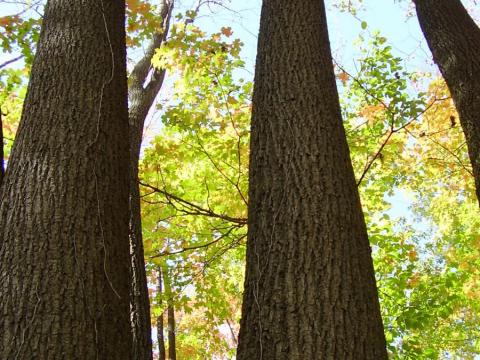 Looking up tree trunks toward the canopy. 