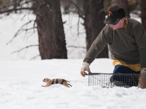 John Hoogland releases a prairie dog. Photo by Elaine Miller Bond