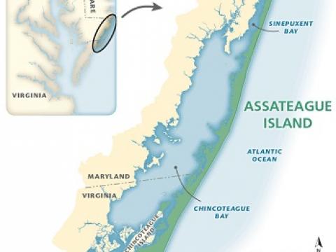 Chincoteague Bay Image courtesy of TeachOceanScience.net