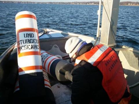 Secor lab deploys sturgeon receivers. 