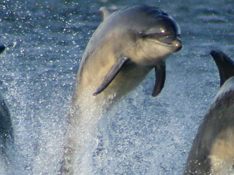 another view of dolphins jumping out of the water