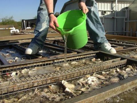 Pouring larvae into a tank of shells