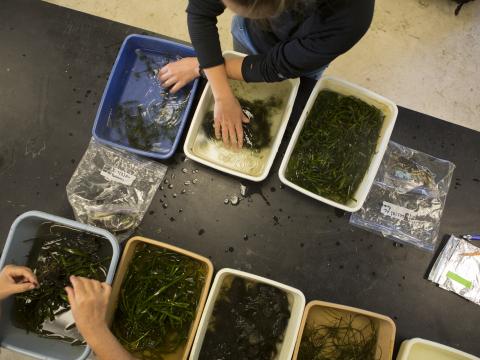 A birds eye view of researchers going through seagrass. 