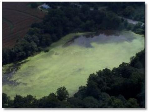 Harmful algal blooms, like this Microcystis bloom in the Sassafras River in 2000, can have a direct and immediate impact on the Chesapeake Bay's aquatic life. Photo courtesy Md. Department of Natural Resources.