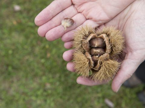 American chestnuts