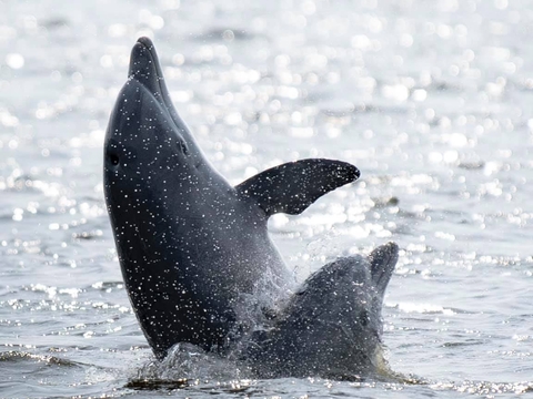 Dolphins playing on the Miles River, June 2020. Credit: Arden Haley.