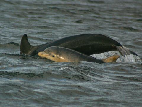 Two dolphins appear above the water's surface.