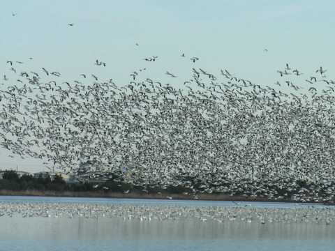 Flock of snow geese taking off over body of water. 