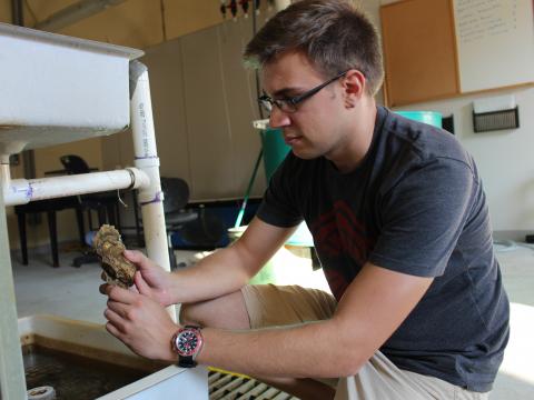 Kevin Kahover holds an oyster to examine. 